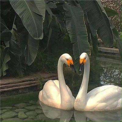 大发彩票手机app下载